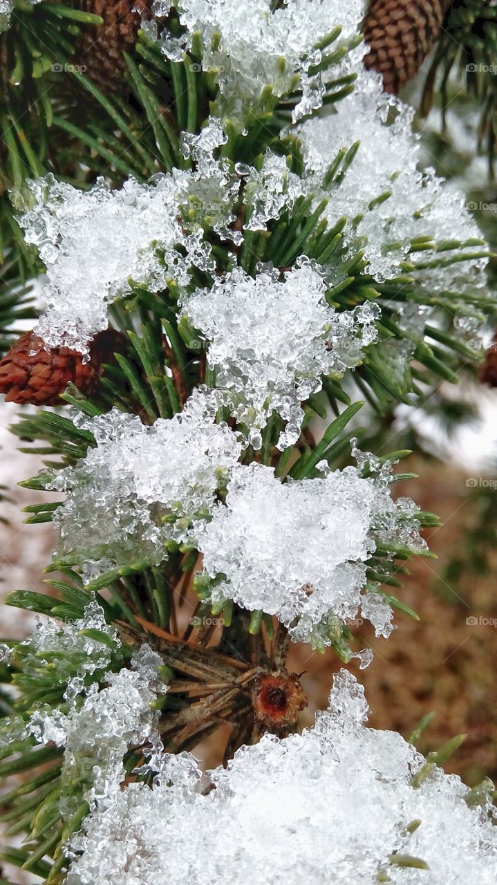 Pine, ice, snow