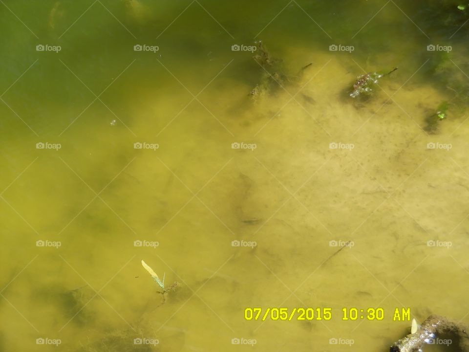 baby 👶 tadpole. This is a picture of some tadpoles that I saw while out walking 🚶 🏃 🔥 💨 around in Graham Texas