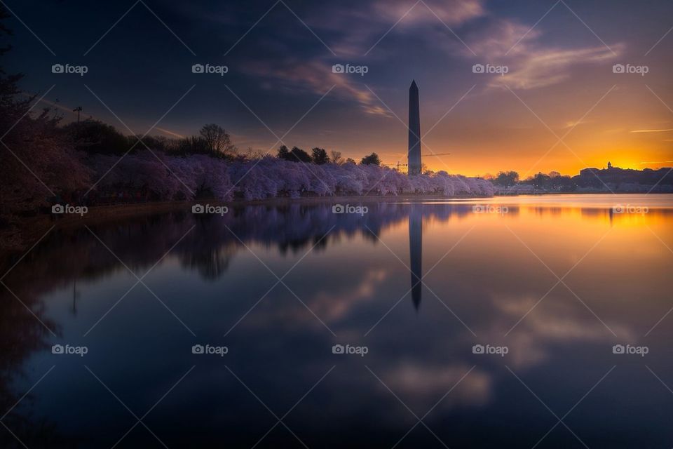 Washington Monument Sunrise from the Cherry Blossoms. 