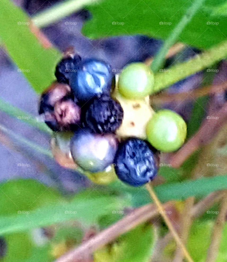 Fruit, Nature, Food, Leaf, Berry