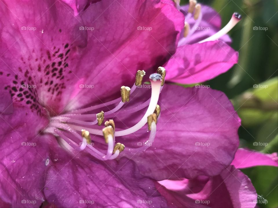 Rhododendron . Oregon. Flowers 