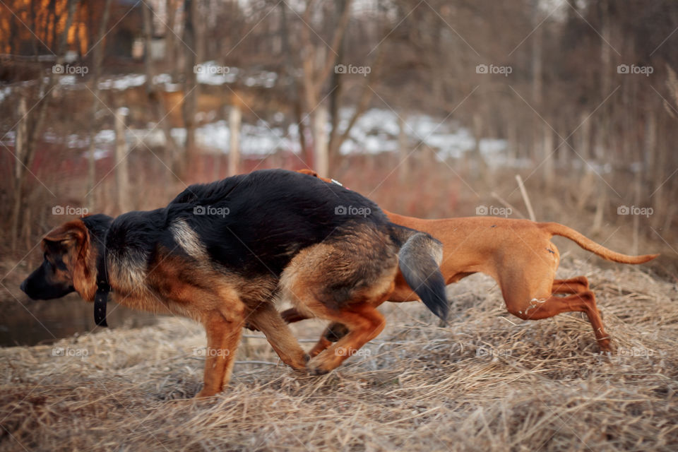 German shepherd young male dog playing with Hungarian vizsla dog outdoor at a spring evening