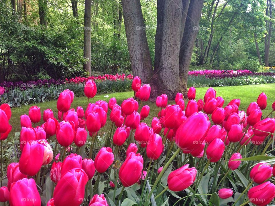 The tulip gardens in Keukenhof, The Netherlands 