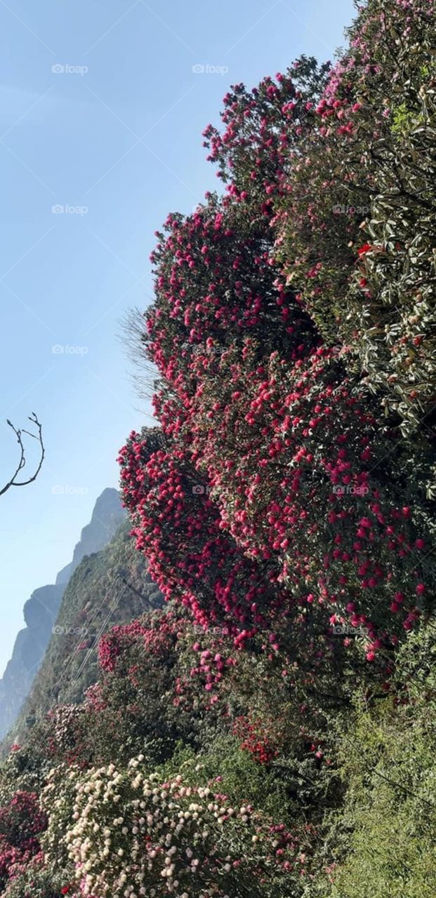 flowers  in mountains
