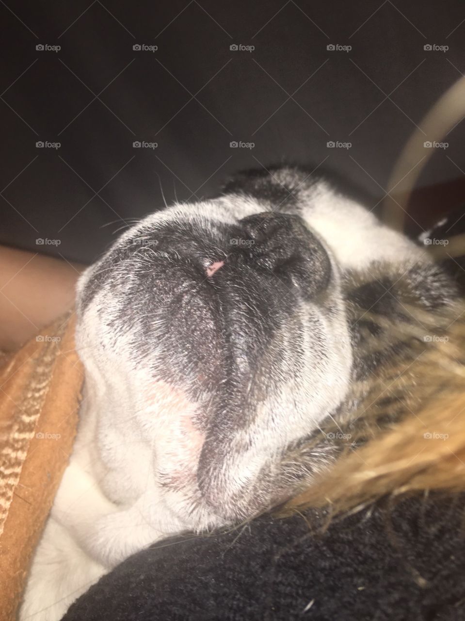 My dog ​​my baby