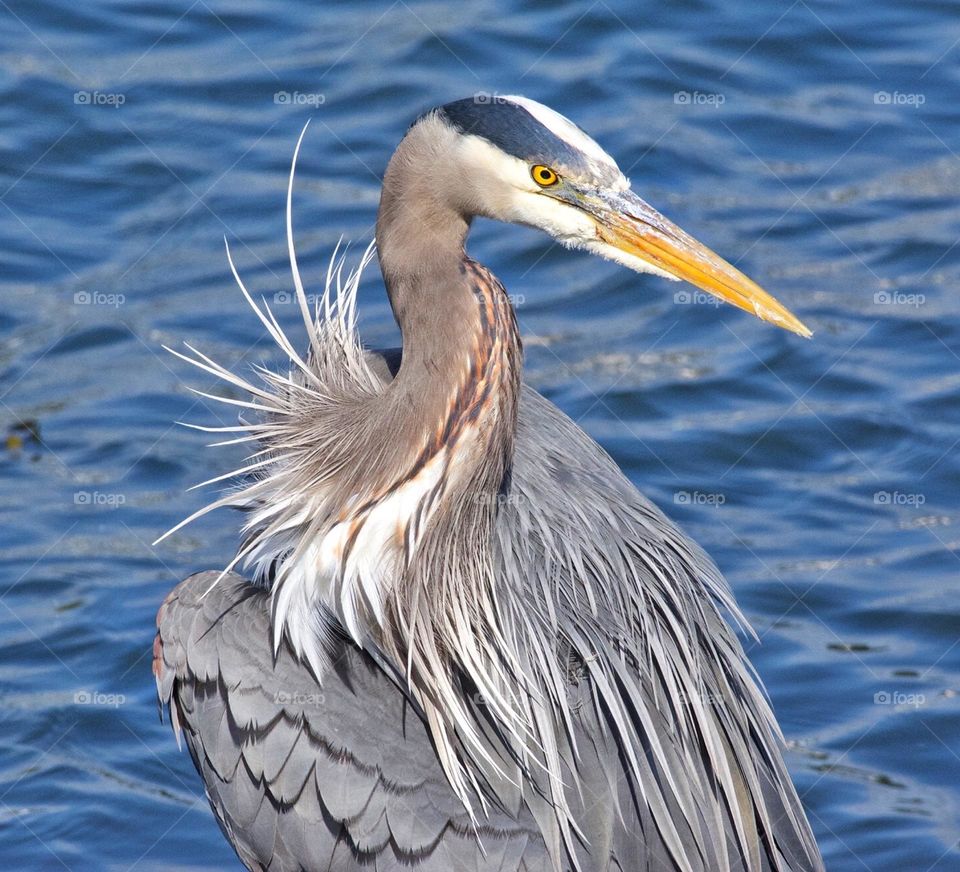 Great Blue Heron posing