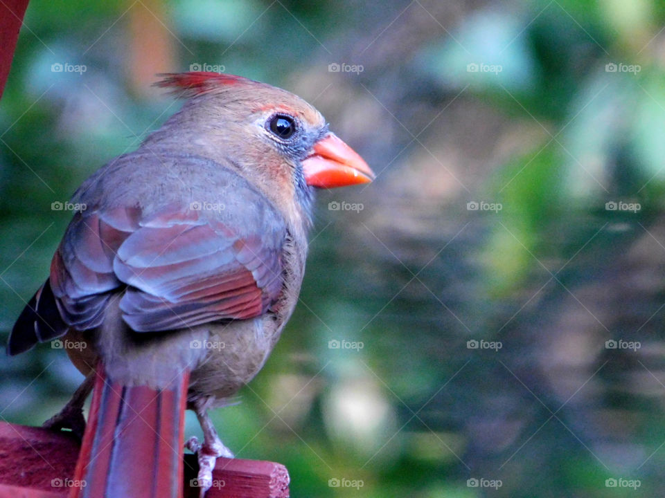 Close-up of bird perching on wood