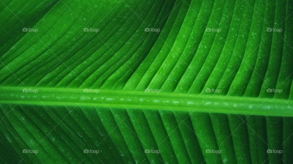 large leaf