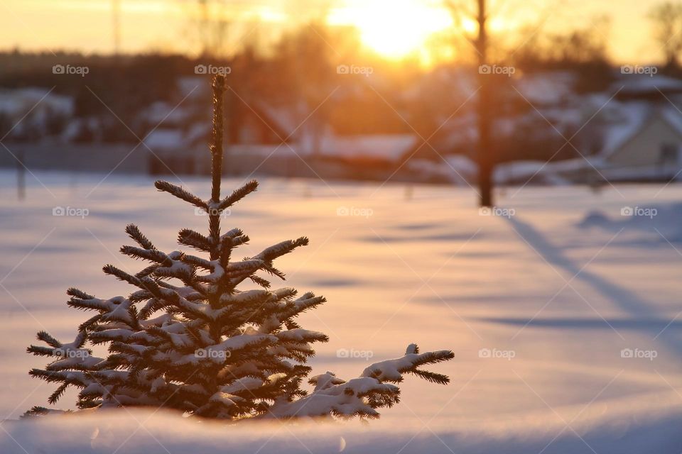 winter evening with setting sun and reflections on the snow