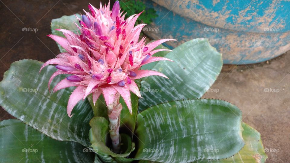 Infinita a quantidade e qualidade das coisas que existem em nossa volta.