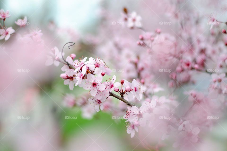 Spring Flower, Close up