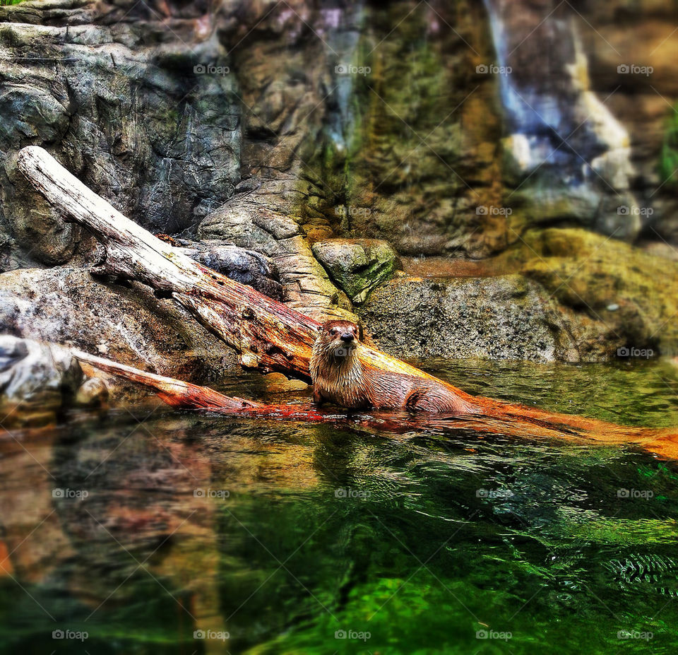 North American river otter in natural habitat