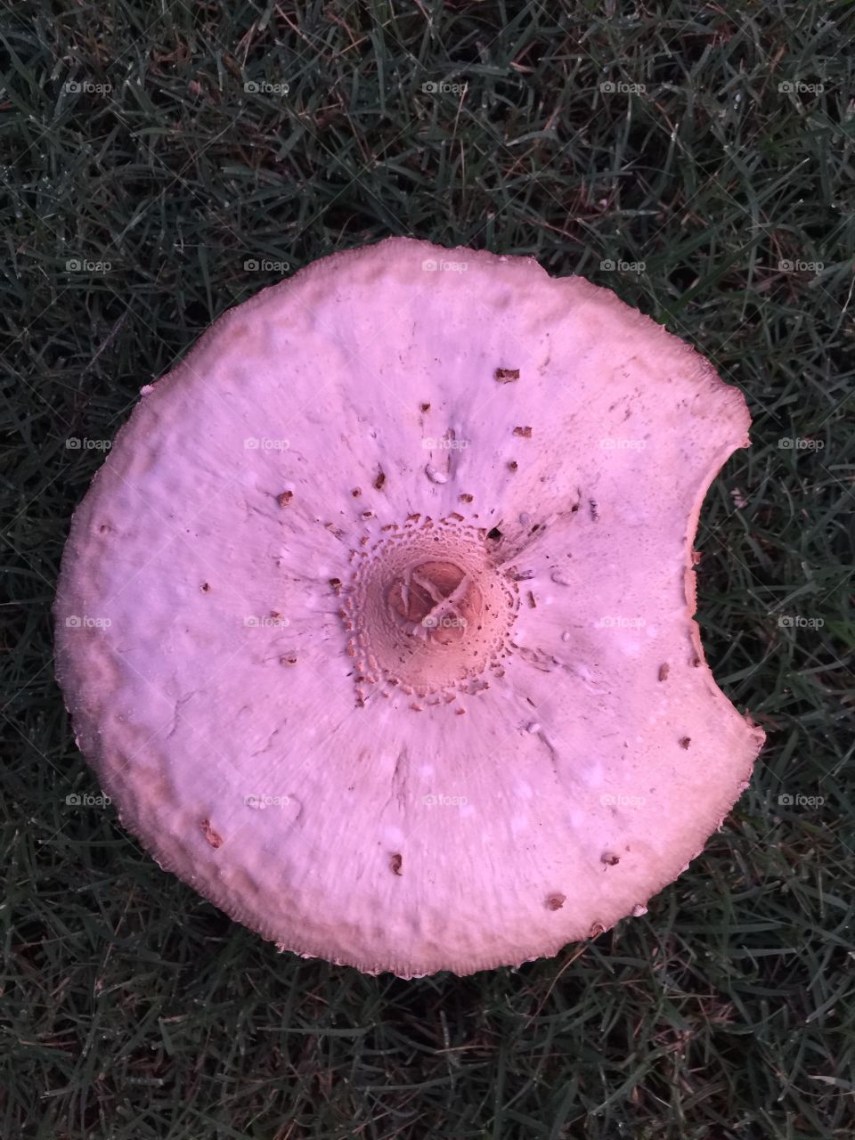 Toadstool at sunset.