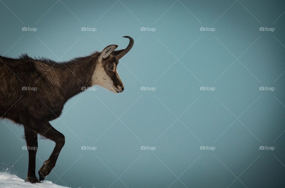 Ibex