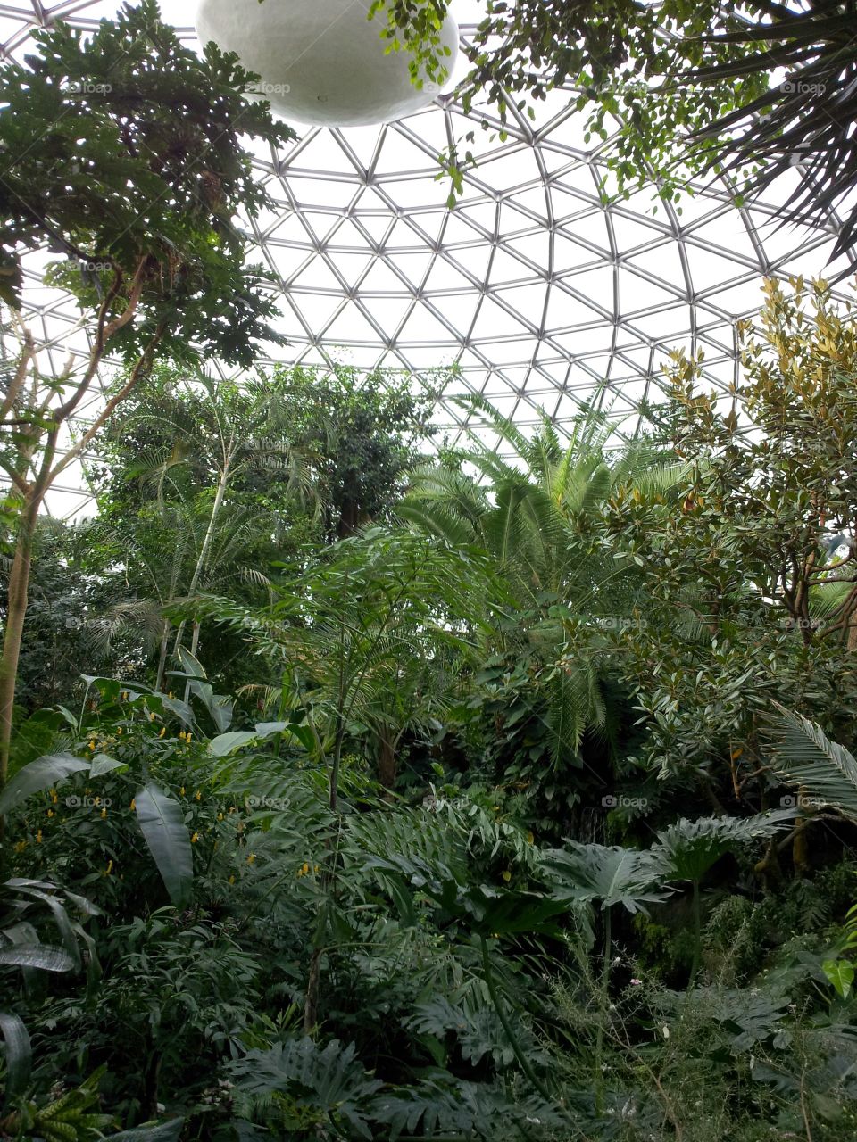 lush tropical green garden in conservatory glass ceiling