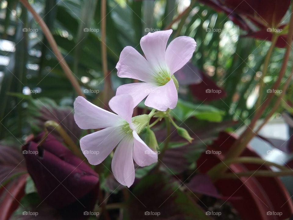 purple  power petals