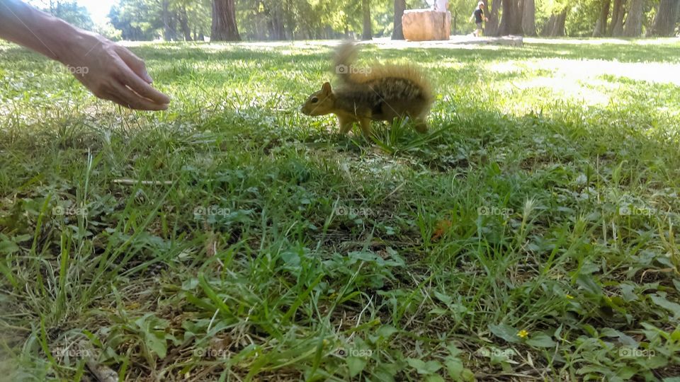 Friendly squirrel interacting with human