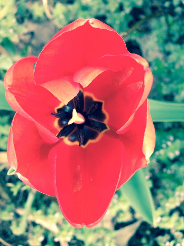 Tulip close up