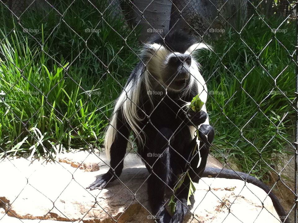 san diego zoo white black zoo by snook911