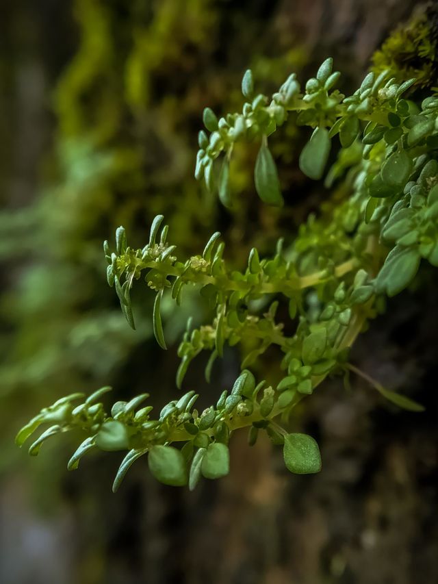 Green Leaf, photo taken in 2021