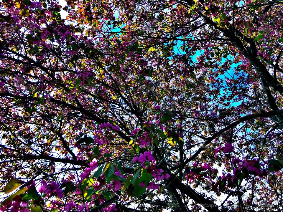 Cherryblossom against blue sky