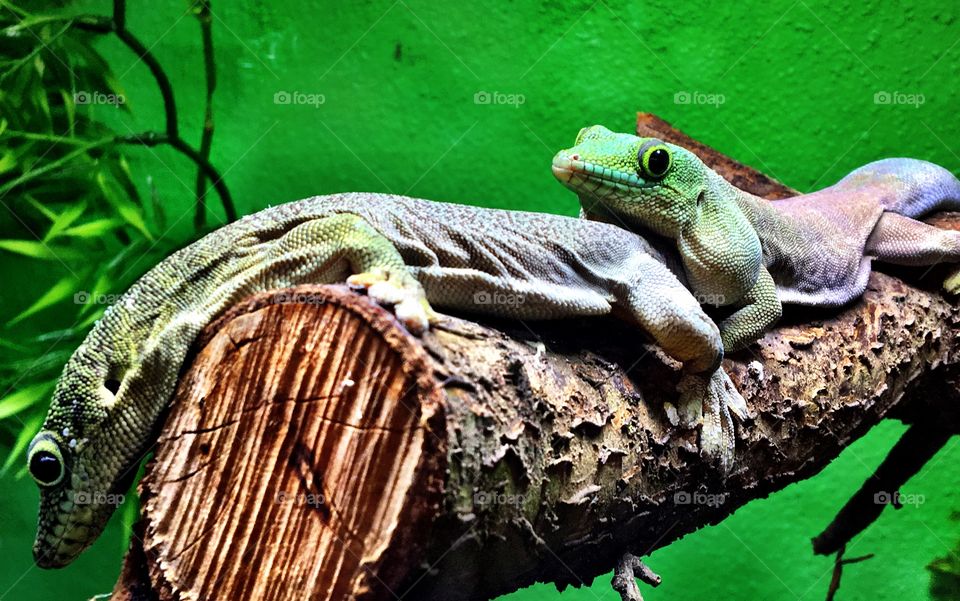 2 green lizard friends relaxing 