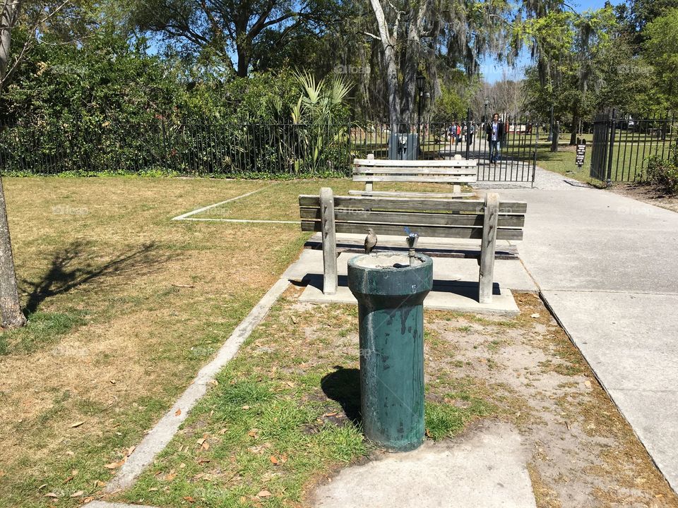 Bird on a water fountain. 