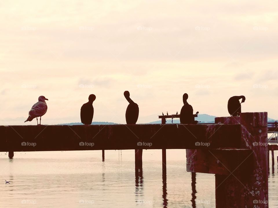 seagull and herons sitting on a pier