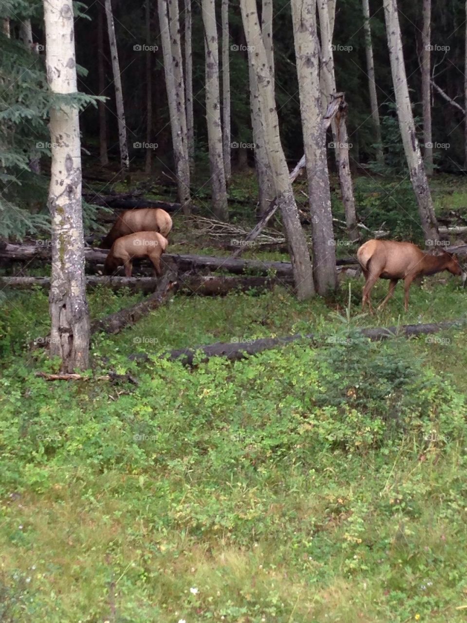 Elk