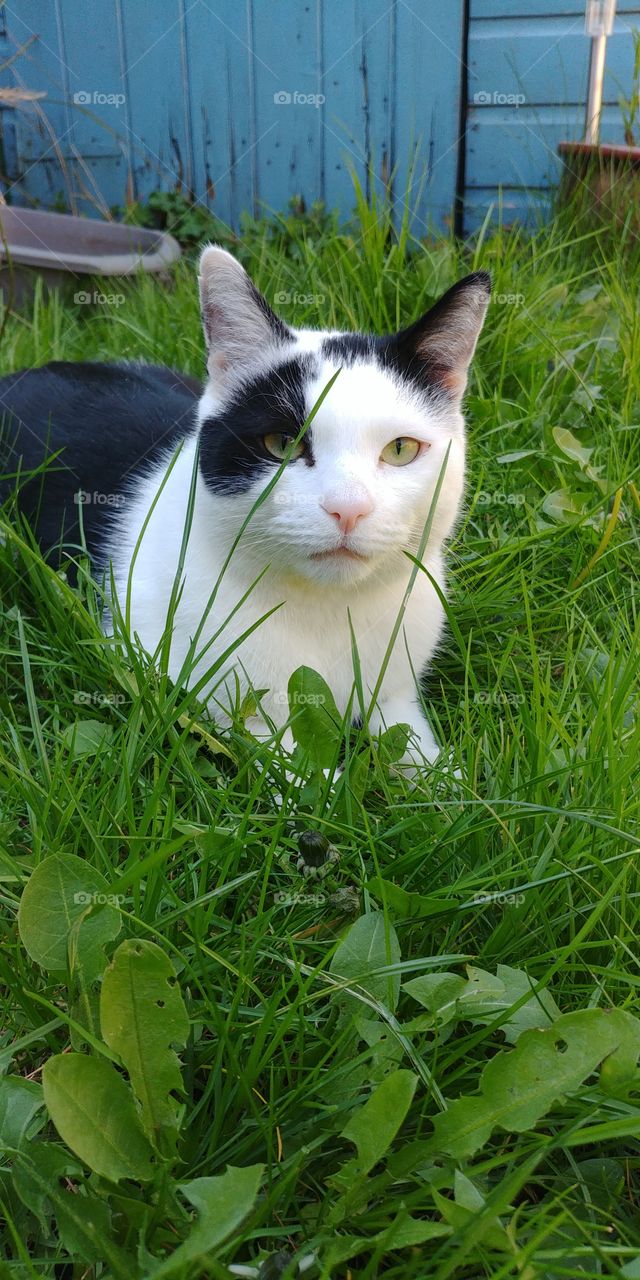 black and white cat sat in grass