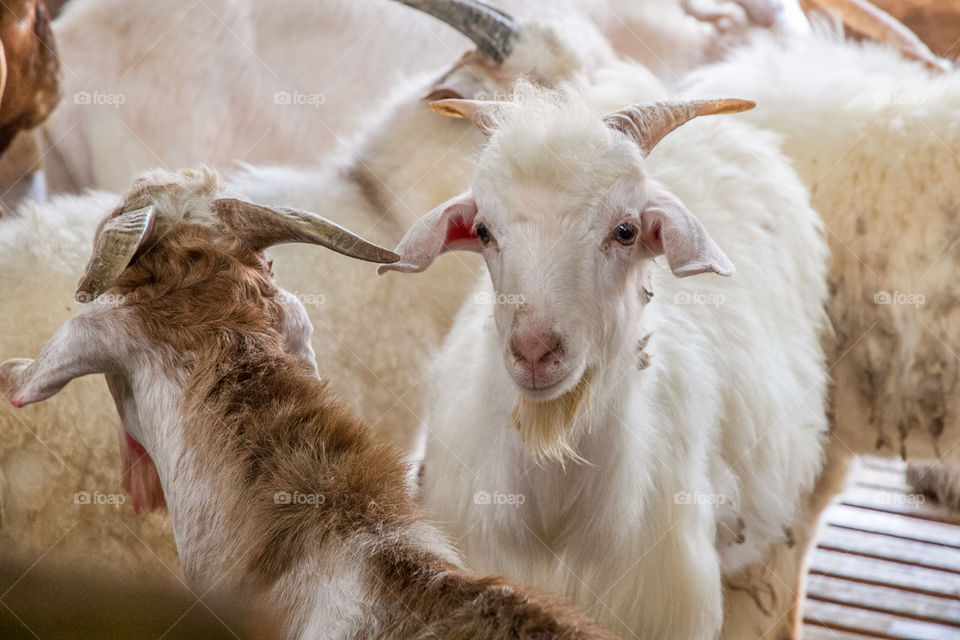 Goats in shed