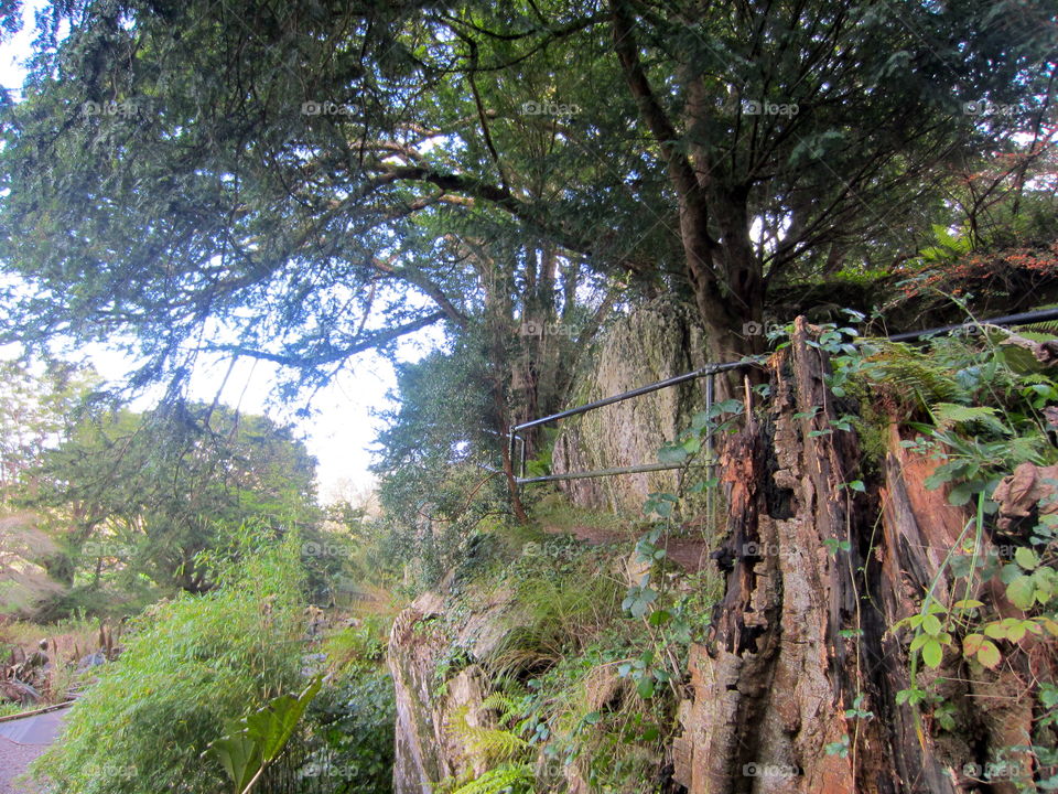 Wood, Tree, Nature, Landscape, Leaf