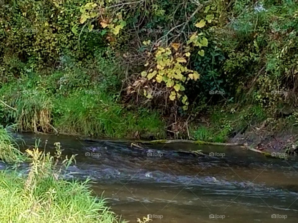 Driving the Back Roads and enjoying everything around us. A creek on the county.