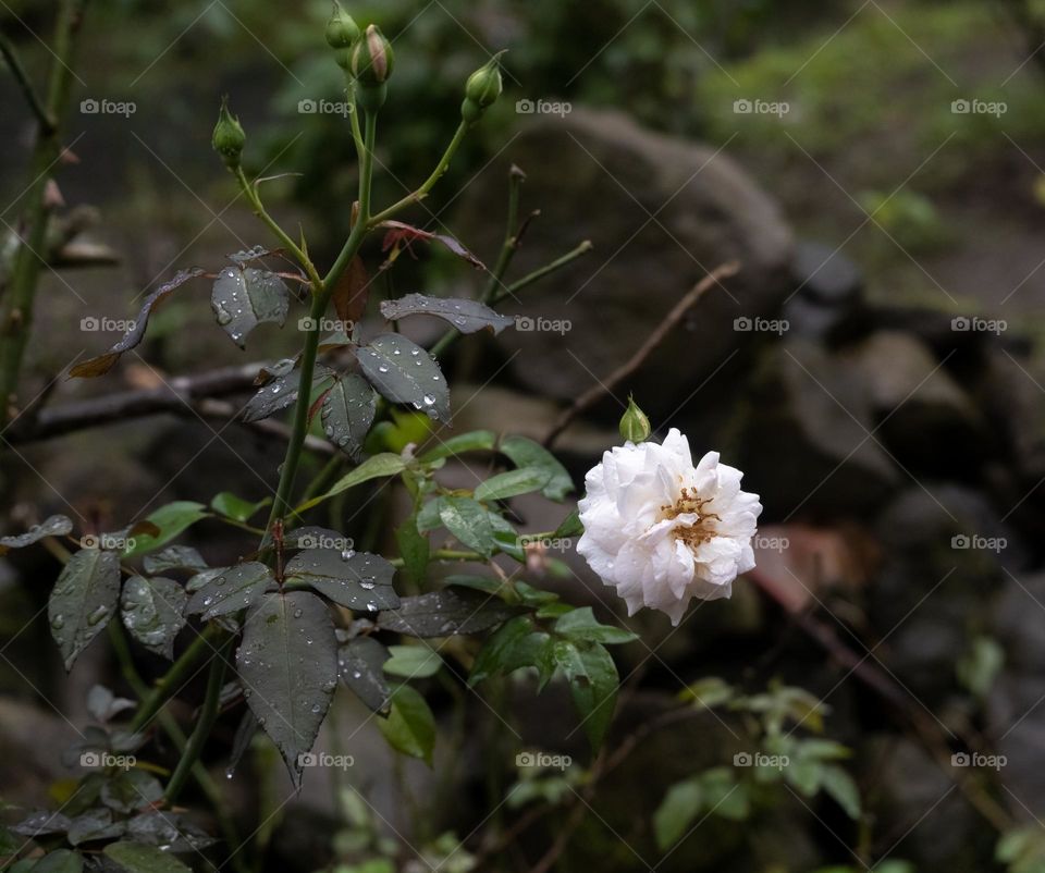 white rose after rain