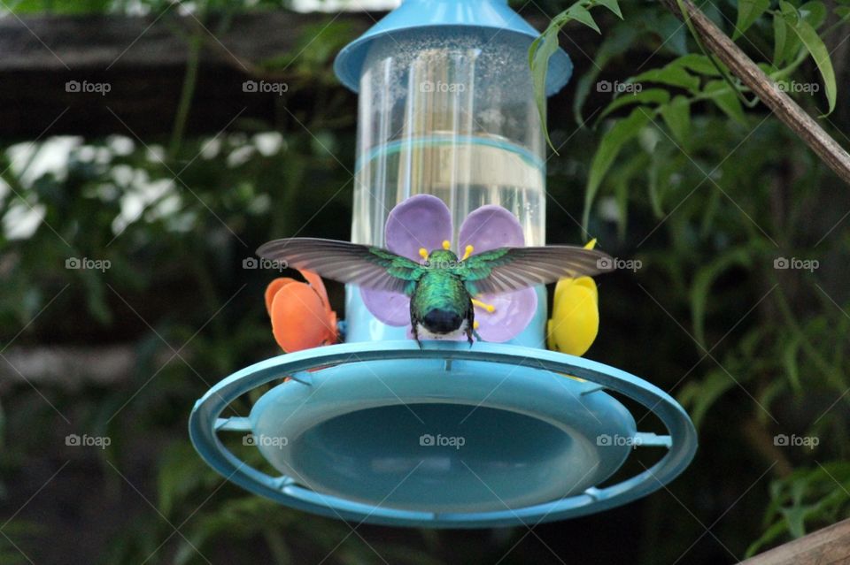 Hummingbird,  beija-flor. Porto Alegre,  RS,  Brazil.