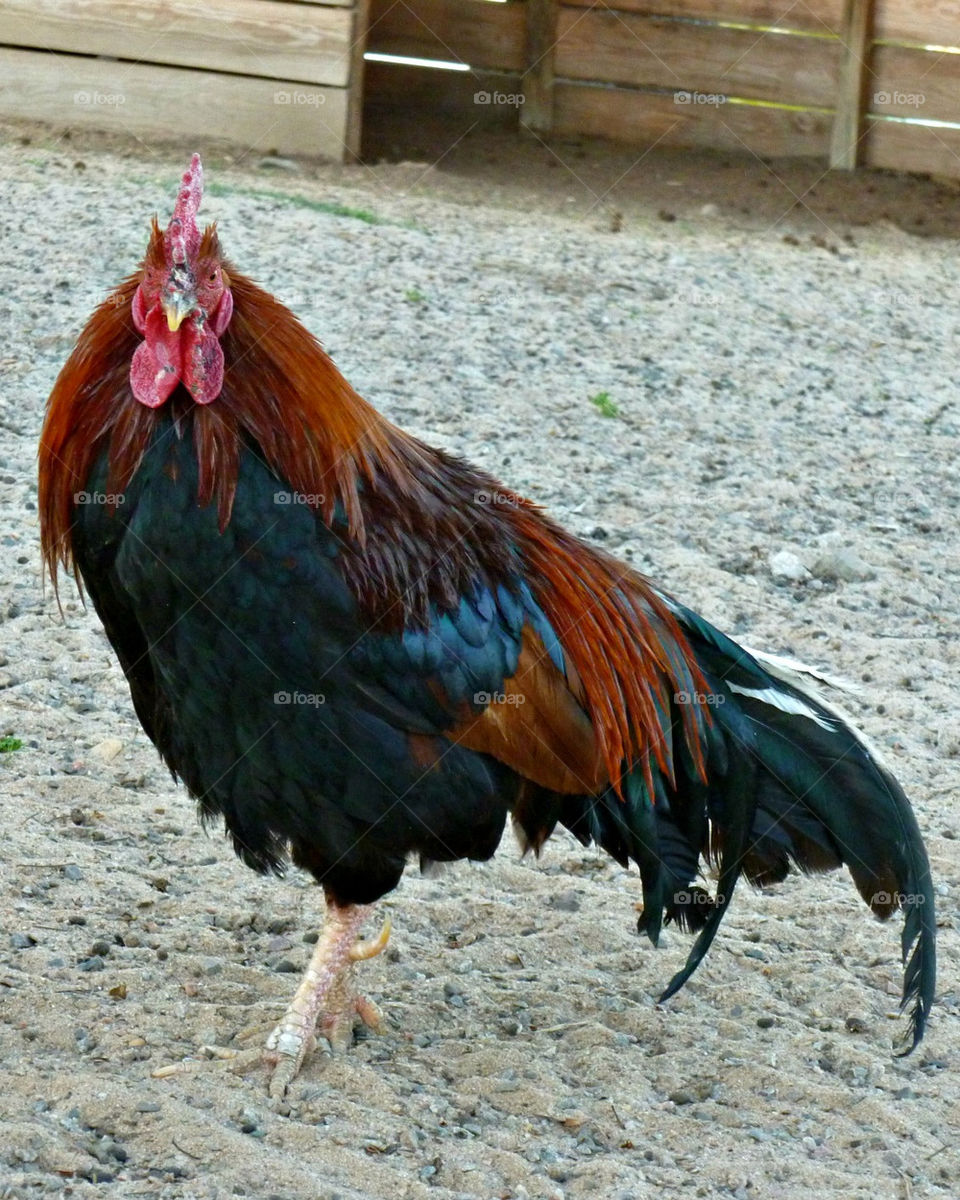 Rooster looking at camera!