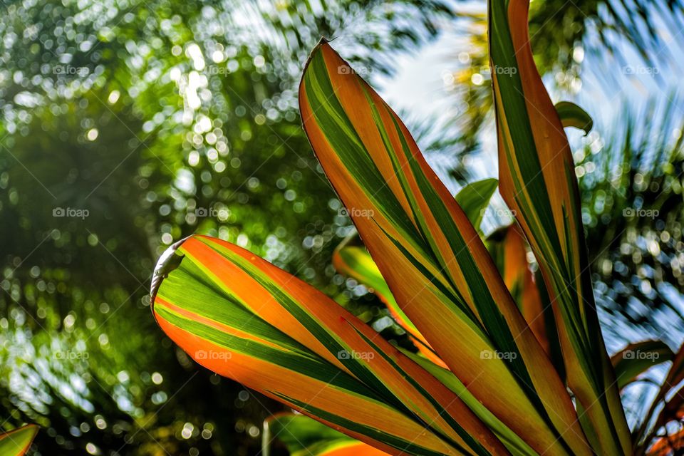 Ti plant in the sun