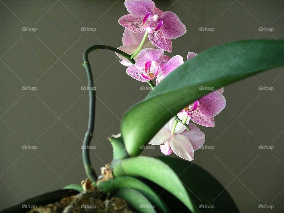 Orchid