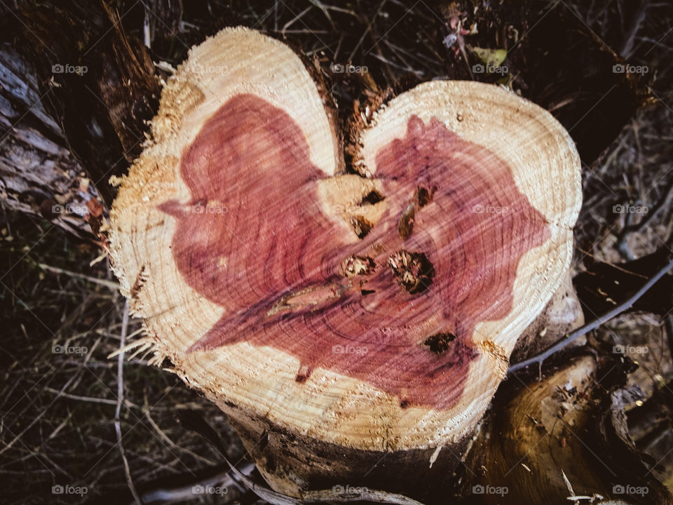 View of a Heart in a Cedar Tree