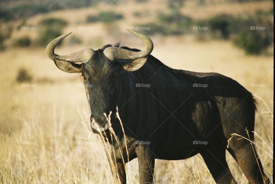 Wildebeest