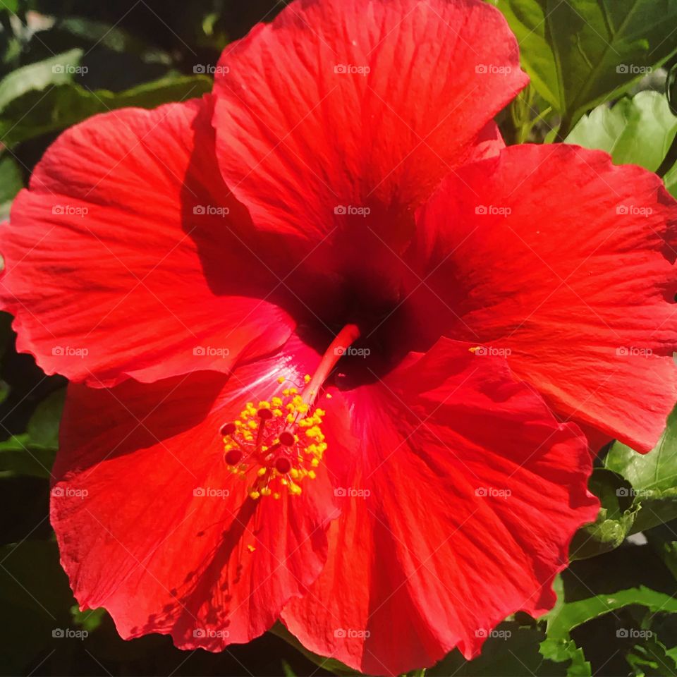 Tropical red hibiscus 🌺 
