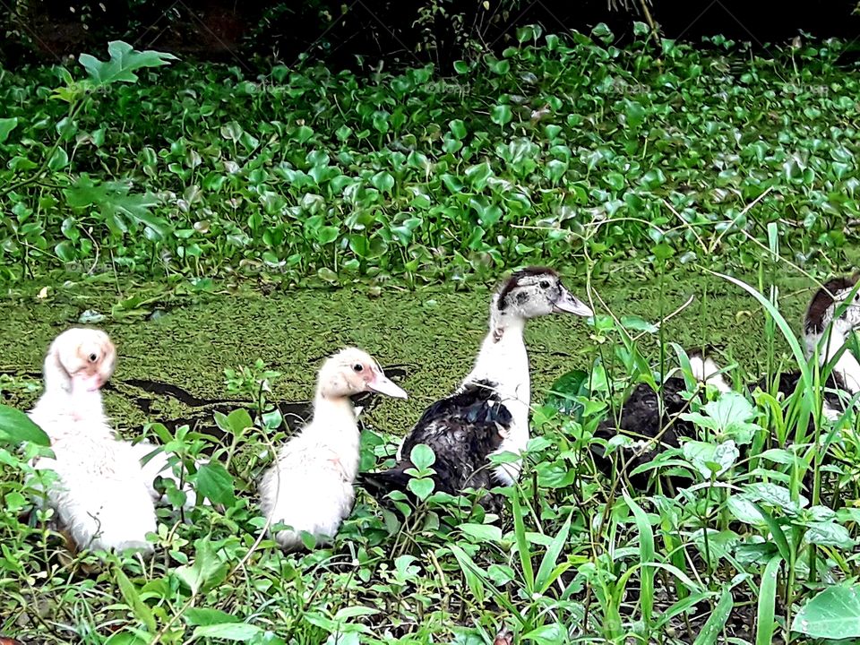 Domestic white and black duckling looking you from near the pond