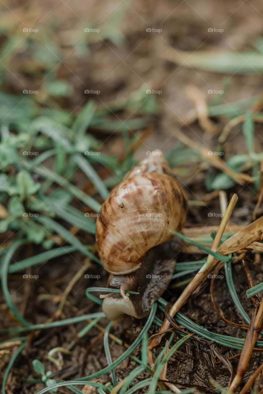 Snail in the rice fields
