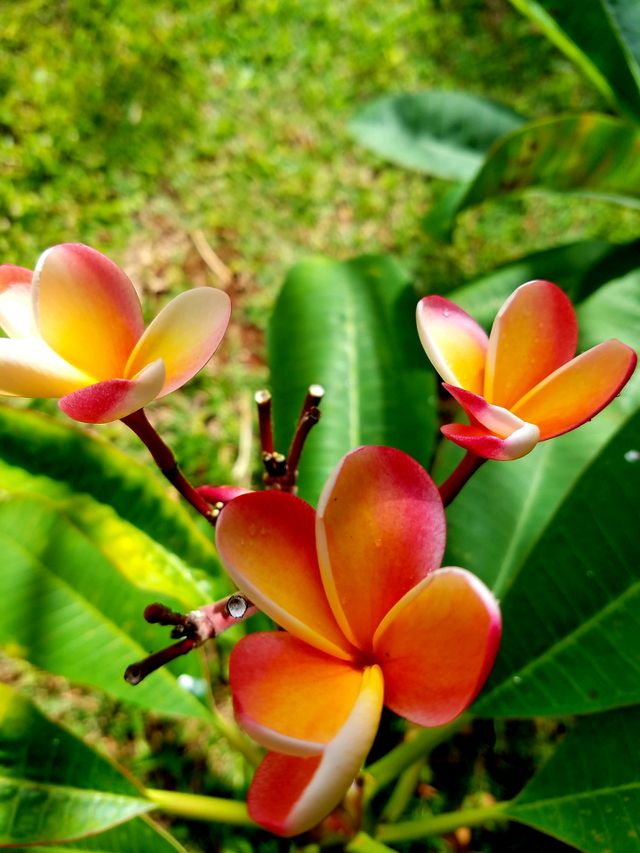 Plumeria