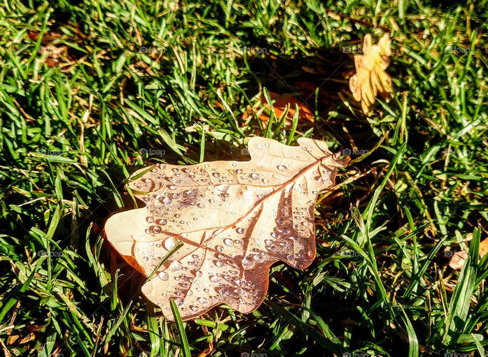 Autumn leaves 🍂🍁 Fall mood 🍁🍂 The park🍁🍂