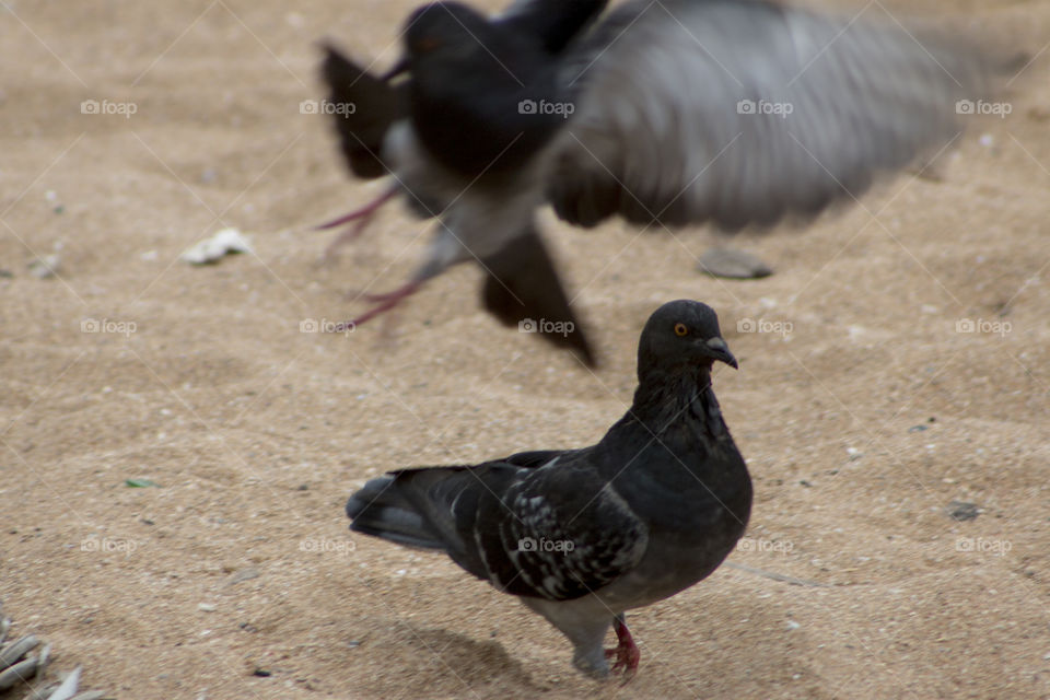 Pigeon