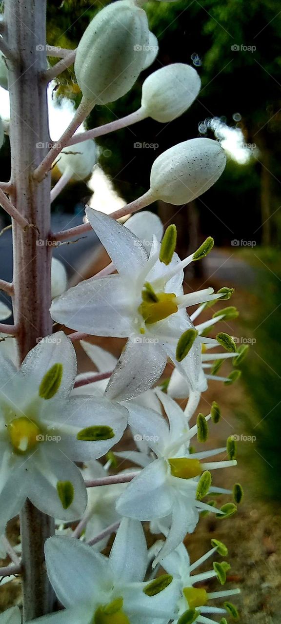 Drimia maritima