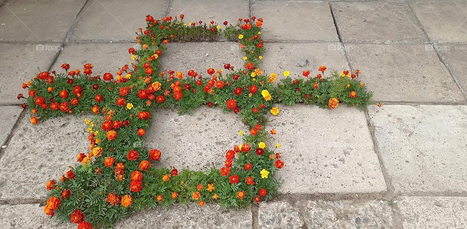 flowers growing in street pavements