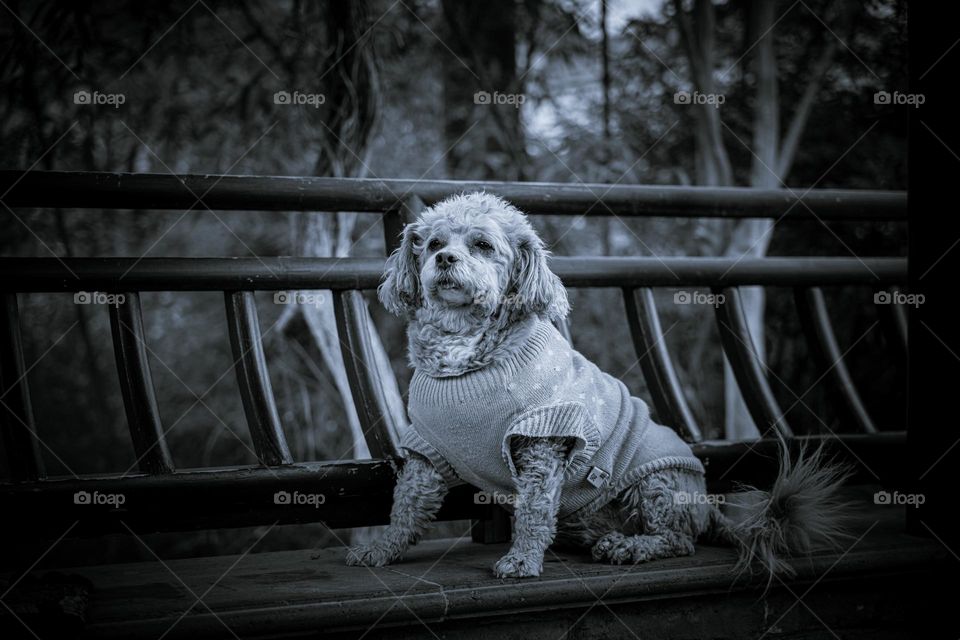 A dog is posing for the photoshoot