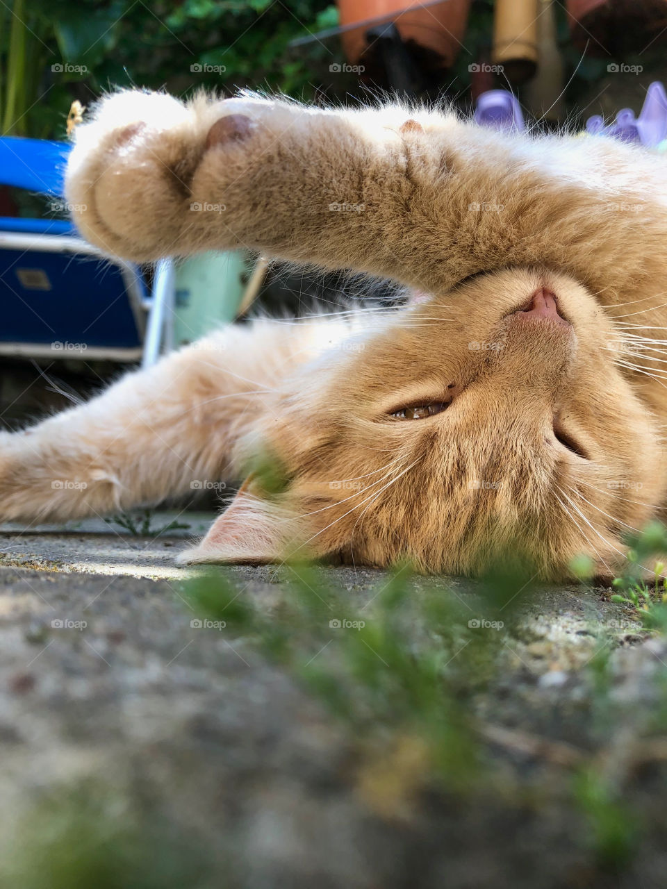 cat stretching